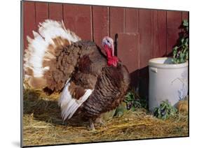 Bourbon Red Breed of Domestic Turkey, Male, USA-Lynn M^ Stone-Mounted Photographic Print