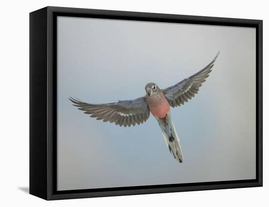 Bourkes Parakeet Male in Flight Front View-null-Framed Stretched Canvas