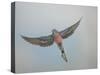 Bourkes Parakeet Male in Flight Front View-null-Stretched Canvas