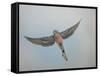 Bourkes Parakeet Male in Flight Front View-null-Framed Stretched Canvas