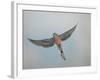 Bourkes Parakeet Male in Flight Front View-null-Framed Photographic Print