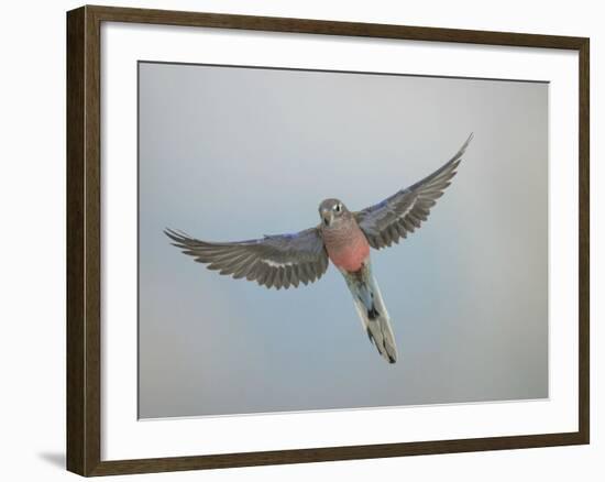 Bourkes Parakeet Male in Flight Front View-null-Framed Photographic Print