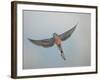 Bourkes Parakeet Male in Flight Front View-null-Framed Photographic Print