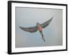 Bourkes Parakeet Male in Flight Front View-null-Framed Photographic Print