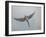 Bourkes Parakeet Male in Flight Front View-null-Framed Photographic Print