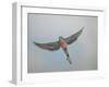 Bourkes Parakeet Male in Flight Front View-null-Framed Photographic Print