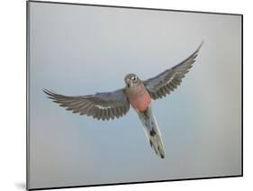 Bourkes Parakeet Male in Flight Front View-null-Mounted Photographic Print