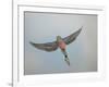 Bourkes Parakeet Male in Flight Front View-null-Framed Photographic Print