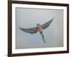 Bourkes Parakeet Male in Flight Front View-null-Framed Photographic Print