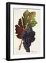 Bourrisquou Grape-J. Troncy-Framed Giclee Print