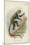 Boutourlini's Guenon-null-Mounted Giclee Print