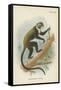 Boutourlini's Guenon-null-Framed Stretched Canvas