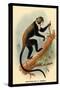 Boutourlini's Guenon-G.r. Waterhouse-Stretched Canvas