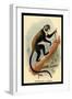 Boutourlini's Guenon-G.r. Waterhouse-Framed Art Print