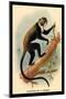 Boutourlini's Guenon-G.r. Waterhouse-Mounted Art Print