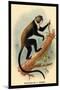 Boutourlini's Guenon-G.r. Waterhouse-Mounted Art Print