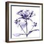 Bouvardia-Albert Koetsier-Framed Art Print