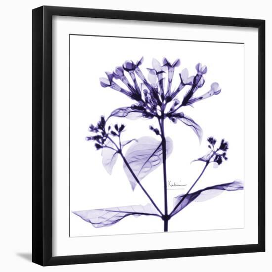 Bouvardia-Albert Koetsier-Framed Art Print