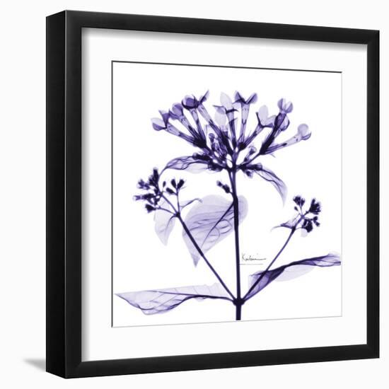 Bouvardia-Albert Koetsier-Framed Art Print