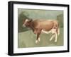 Bovine Field I-null-Framed Art Print