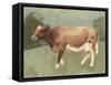 Bovine Field I-null-Framed Stretched Canvas