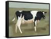 Bovine Portrait I-null-Framed Stretched Canvas