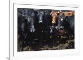 Bovine Selfie-Barry Hart-Framed Giclee Print