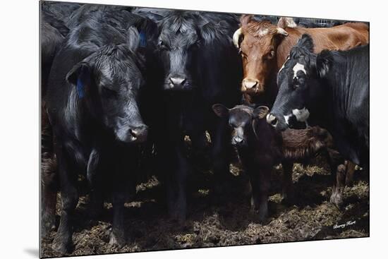 Bovine Selfie-Barry Hart-Mounted Giclee Print