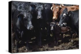 Bovine Selfie-Barry Hart-Stretched Canvas