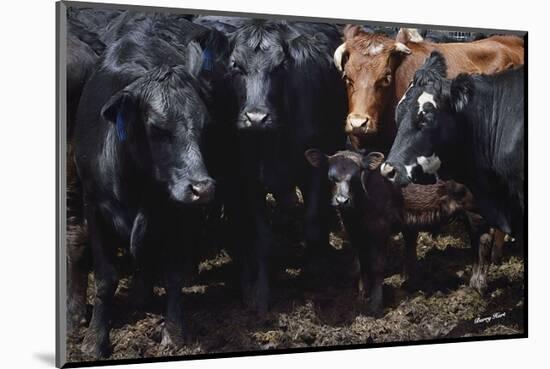 Bovine Selfie-Barry Hart-Mounted Art Print