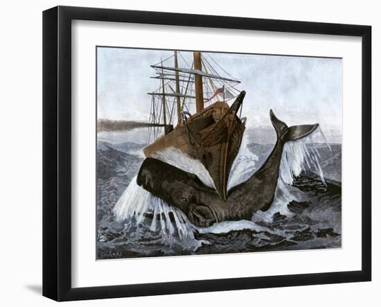 Bow of the Ship "Essex" Striking a Whale-null-Framed Giclee Print