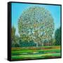 Bow Tree Autumn-Noel Paine-Framed Stretched Canvas