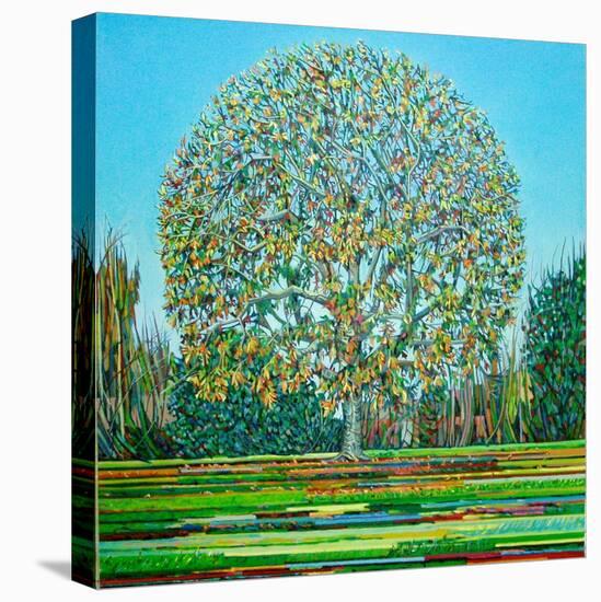 Bow Tree Autumn-Noel Paine-Stretched Canvas