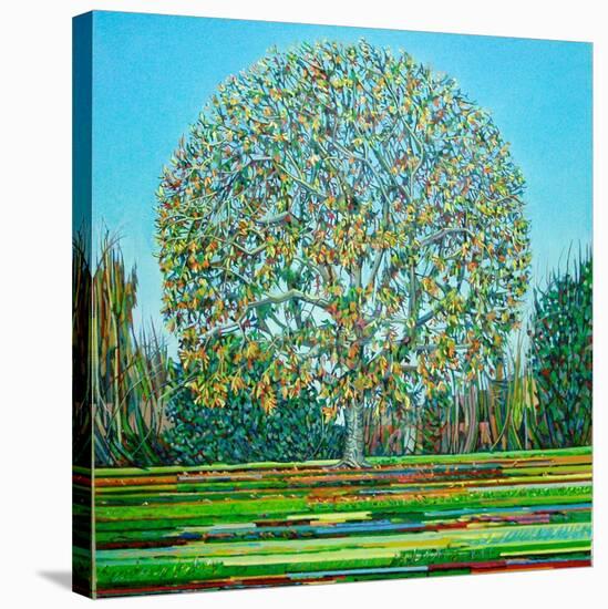 Bow Tree Autumn-Noel Paine-Stretched Canvas