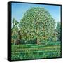 Bow Tree Spring-Noel Paine-Framed Stretched Canvas