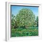 Bow Tree Spring-Noel Paine-Framed Giclee Print