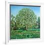 Bow Tree Spring-Noel Paine-Framed Giclee Print