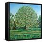 Bow Tree Spring-Noel Paine-Framed Stretched Canvas