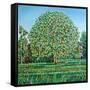 Bow Tree Spring-Noel Paine-Framed Stretched Canvas