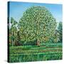 Bow Tree Spring-Noel Paine-Stretched Canvas