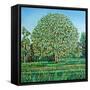 Bow Tree Spring-Noel Paine-Framed Stretched Canvas