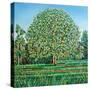 Bow Tree Spring-Noel Paine-Stretched Canvas