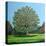 Bow Tree Summer-Noel Paine-Stretched Canvas