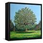 Bow Tree Summer-Noel Paine-Framed Stretched Canvas