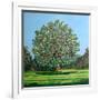 Bow Tree Summer-Noel Paine-Framed Giclee Print