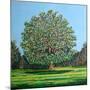 Bow Tree Summer-Noel Paine-Mounted Giclee Print