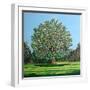 Bow Tree Summer-Noel Paine-Framed Giclee Print