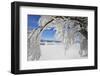 bowed snowy beech, Schauinsland, Black Forest, Baden-Wurttemberg, Germany-Markus Lange-Framed Photographic Print