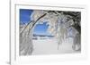 bowed snowy beech, Schauinsland, Black Forest, Baden-Wurttemberg, Germany-Markus Lange-Framed Photographic Print