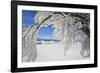 bowed snowy beech, Schauinsland, Black Forest, Baden-Wurttemberg, Germany-Markus Lange-Framed Photographic Print